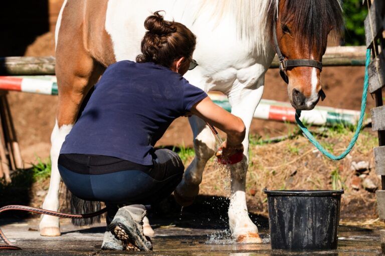 horse care class instructor