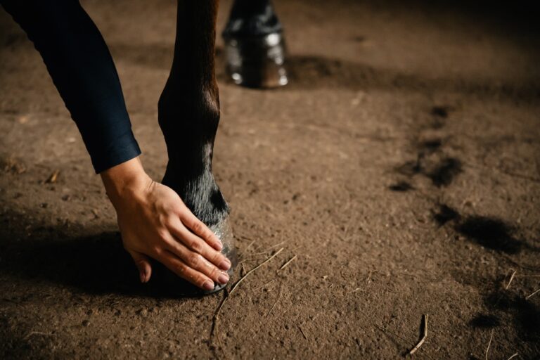 someone checking a horse's hoof