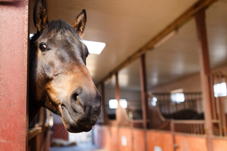 horse sticking it's head out of a stable